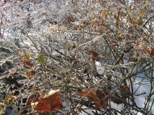 ice bush